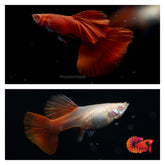 Fancy Albino Full Red Big Dorsal Fin (BDS) Halfmoon Guppy